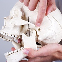 Skull and jawbone model